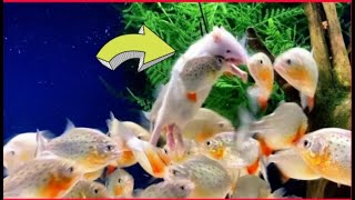 quotWARNING Live Feeding  Piranha Eats White Ratquot [upl. by Tarryn]