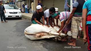 Big cow Qurbani in Dhaka Bangladesh The biggest qurbani cows of Bangladesh [upl. by Donell]