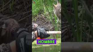 Estaba herido en medio de un lago hasta que 😢😢 reflexiones animales historiareal rescate [upl. by Alvina130]