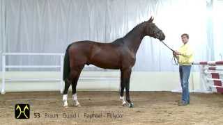 Hanoverian Stallion Licensing and Sales  CatalogNo 53 [upl. by Hollie]