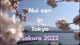 รวมคลิปชมซากุระ Meguro  Kawaguchiko Sakura 2022  Nui san in Tokyo [upl. by Rehpotsirk]