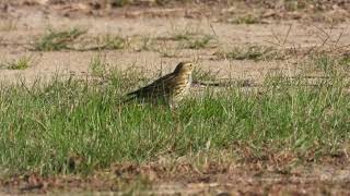 Redthroated Pipit Pispola golarossa Anthus cervinus first winter [upl. by Cypro988]