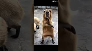 The capybara dance memes funny lol capcut meme dance capybara chachacha [upl. by Adhamh]