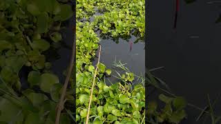 The best way to hook fishing in pond Part1032 shorts [upl. by Marijn]