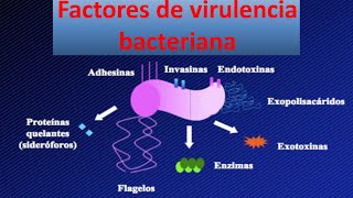 ADN 6B Factores de virulencia bacteriana unlam medicina matanza [upl. by Robertson586]