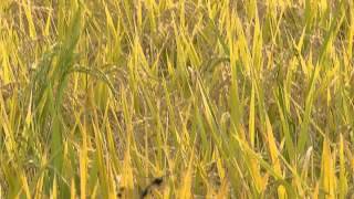 Dragonfly Ovipositing at Rice Field ノシメトンボの連結打空産卵 [upl. by Neelak]