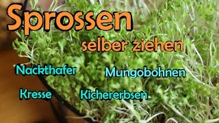 Sprossen selber ziehen  Mungobohnen Kichererbsen Hafer Kresse Weizengras [upl. by Yednil653]