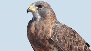 Hawk Sounds  Hawk Sound Effects  Harris Hawk Noises  Hawk Squawking  Hawk Calls No Music [upl. by Mackoff]