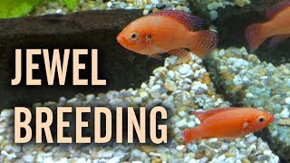 Red Jewel Cichlids Breeding in a Community Tank [upl. by Dnomaid5]