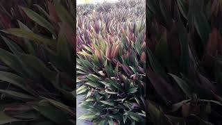 How To Keep Your Tradescantia Spathacea Happy [upl. by Nwadahs]