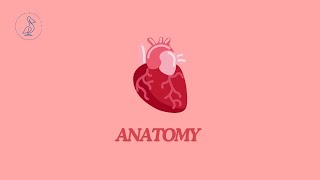 60  Larynx  cartilages ligaments joints muscles draw frontal section [upl. by Anitroc]