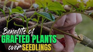 Benefits of Grafted Plants over Seedlings  What is grafted plant and why its better than seedlings [upl. by Macmillan816]