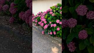 hydrangeamacrophyllaгортензияgardenгортензіяflowers parkjardinshortsアジサイсадnature [upl. by Konopka]