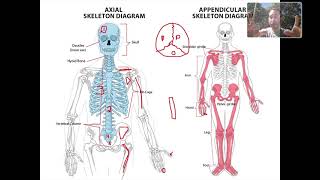 Bone Tissue Lecture [upl. by Nnaassilem443]