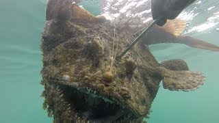 THE DIVE OF A LIFETIME Massive MONKFISH Catch and Cook [upl. by Sup739]