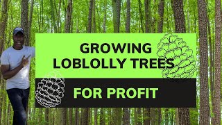 Growing Loblolly Pine Trees For Profit [upl. by Neala]