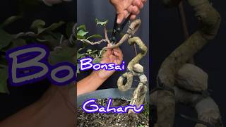 PROGRAM BONSAI GAHARU  Aquilaria Malaccensis [upl. by Eecart742]