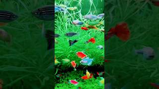 beautiful fish 🐠 facts 😍 facts fishing shorts [upl. by Sukcirdor521]