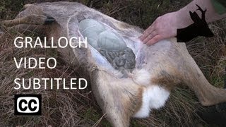 How I Gralloch Deer  updated with captions  Field dressing  Gralloching  Gutting  RoeStalker [upl. by Tahp745]