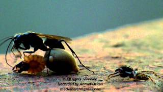 Spider Wasp and the Jumping Spider [upl. by Anselmi]