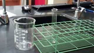 Cell Membrane Permeability Lab [upl. by Philana]