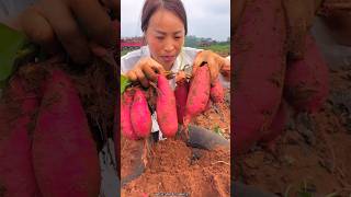 Digging Sweet Potato 🍠🍠 from Farm by Rural Farmer satisfying shortsvideo [upl. by Rina996]