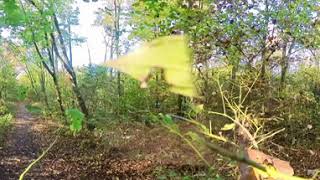 Walking Through the Treetops in an Autumn Forest [upl. by Gradey]