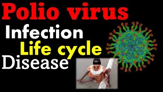 Polio virus life cycle explained [upl. by Ferretti]