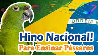 Hino nacional para treinamento de maritaca  hino nacional do Brasil para treinar pássaros [upl. by Giliana]