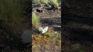 Fantailed Pigeon in Tasmania  fantailedpigeon pigeon [upl. by Accire]