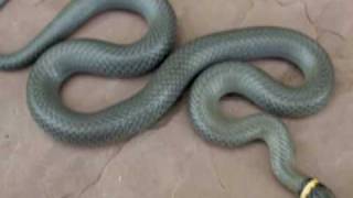 Northern Ring Neck Snake HWW Homegrown Video [upl. by Eelatan]