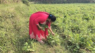 gaon mein dekhe kaise ham khet mein gye or enjoy kiya [upl. by Nedak404]