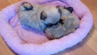 Pekingese puppies [upl. by Frederique]