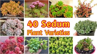 Sedum Plant Varieties You Can Grow Easily  40 Sedum Plant Types with Name  Identify your Sedum [upl. by Aube]