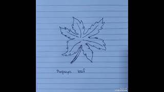 How to draw easy papaya leaf  Simple drawing for kids  Kids drawing [upl. by Gnav]