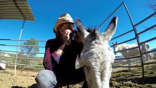 Hazel the Donkey Best Of Clips with Christopher Ameruoso [upl. by Aistek]