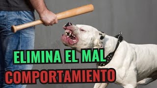 Cómo Corregir A Tu Perro Y Mejorar Su Comportamiento  Adiestramiento Canino [upl. by Priest29]