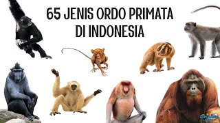 65 Jenis Primata di Indonesia [upl. by Seward]