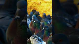 HDR ULTRA HD COLORS shorts shortvideo shortsviral shortsyoutube wildlife animals nature [upl. by Animehliw]