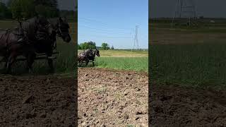 Everyone helping plowing in the field horse drafthorses horseshow [upl. by Aracot]