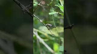 An adorable blue banded bee cleans its dorsal surface using legs while clinging onto a stem bee [upl. by Phelan713]