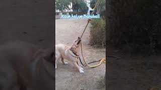 kaun hai yeh bahubali dog viral goldenretriever viral bahubali prabhas shorts goldenpuppy [upl. by Ainessey779]