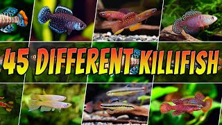 Different Types of Killifish  Rare amp Common Killifish  Aquarium Fish Species List [upl. by Macguiness]