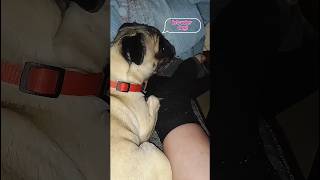 Pug Too LAZY to guard pug pugobsession puglife [upl. by Lapides407]