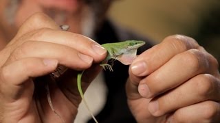 6 Cool Facts about GreenBrown Anoles  Pet Reptiles [upl. by Barabbas248]