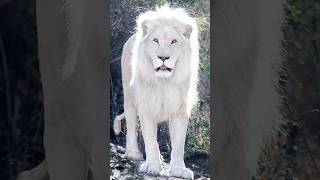 Animales albinos que nunca has visto antes shorts albino [upl. by Gillan570]