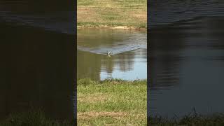 Baby Deer Swims in Pond to Take a Shortcut [upl. by Navis281]