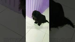 Aso black dogs so cutetrindingviral [upl. by Oakman]