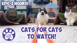 Cats Videos For Cats To Watch With Sound ➙ EPIC 3 HOURS  Cats Playing  Entertainment For Cats [upl. by Glasgo326]