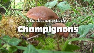 Les champignons comestibles [upl. by Ydnelg]